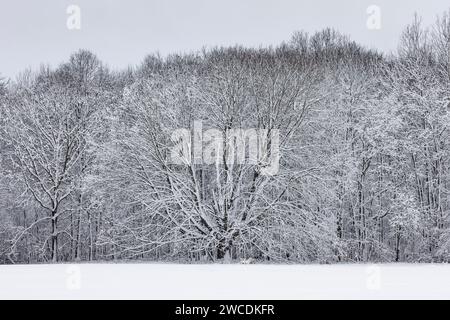 Windgestrahlter Schnee, der sich nach einem Wintersturm im Mecosta County, Michigan, USA, an Hartholzbäumen festhält Stockfoto