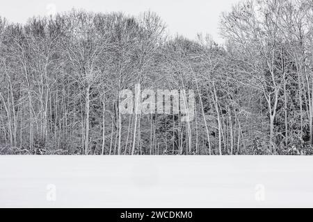 Windgestrahlter Schnee, der sich nach einem Wintersturm im Mecosta County, Michigan, USA, an Hartholzbäumen festhält Stockfoto