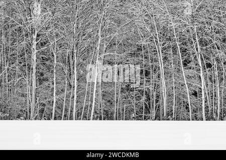 Windgestrahlter Schnee, der sich nach einem Wintersturm im Mecosta County, Michigan, USA, an Hartholzbäumen festhält Stockfoto