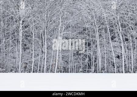 Windgestrahlter Schnee, der sich nach einem Wintersturm im Mecosta County, Michigan, USA, an Hartholzbäumen festhält Stockfoto