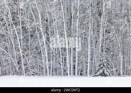 Windgestrahlter Schnee, der sich nach einem Wintersturm im Mecosta County, Michigan, USA, an Hartholzbäumen festhält Stockfoto