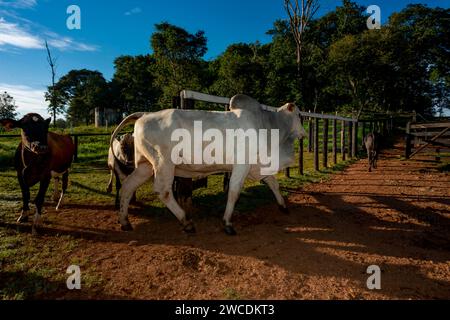 Rinder auf einem Bauernhof auf dem Land Brasiliens Stockfoto