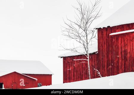 Amish Scheune nach einem Schneesturm im Mecosta County, Michigan, USA [keine Freigabe der Immobilie; nur redaktionelle Lizenzierung] Stockfoto