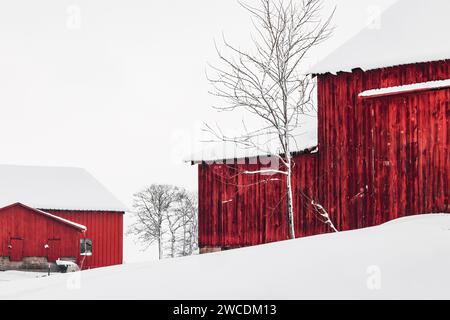 Amish Scheune nach einem Schneesturm im Mecosta County, Michigan, USA [keine Freigabe der Immobilie; nur redaktionelle Lizenzierung] Stockfoto