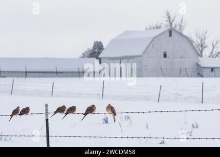 Trauertauben vor einer amischen Scheune nach einem Schneesturm im Mecosta County, Michigan, USA Stockfoto