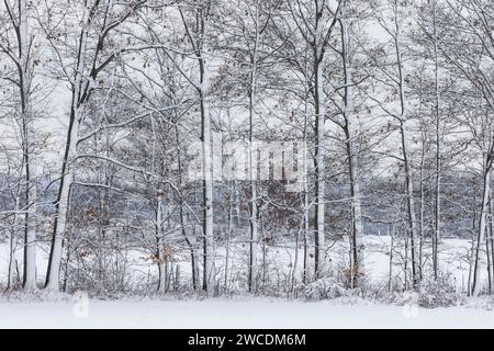 Bäume nach einem Schneesturm im Mecosta County, Michigan, USA Stockfoto