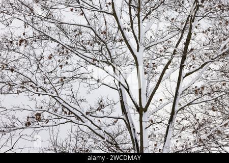 Nördliche Rote Eiche nach einem Schneesturm im Mecosta County, Michigan, USA Stockfoto