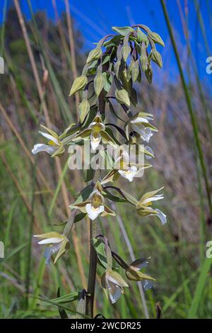 Marsh Helleborin (Epipactis palustris), Orchidaceae. Rhizomatöses Staudenkraut. Wilde europäische Orchideen. Seltene Pflanze. Toskana, Italien. Stockfoto