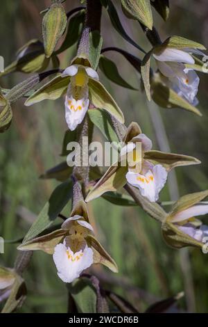 Marsh Helleborin (Epipactis palustris), Orchidaceae. Rhizomatöses Staudenkraut. Wilde europäische Orchideen. Seltene Pflanze. Toskana, Italien. Stockfoto