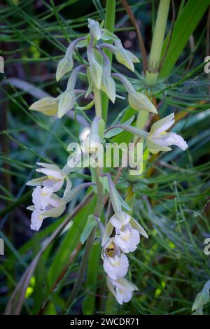 Marsh Helleborin (Epipactis palustris), Orchidaceae. Rhizomatöses Staudenkraut. Wilde europäische Orchideen. Seltene Pflanze. Toskana, Italien. Stockfoto