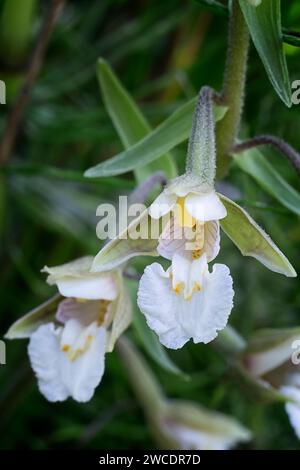 Marsh Helleborin (Epipactis palustris), Orchidaceae. Rhizomatöses Staudenkraut. Wilde europäische Orchideen. Seltene Pflanze. Toskana, Italien. Stockfoto