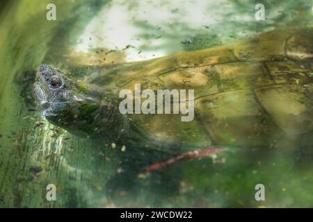 Gemeinsame Snapping Turtle (Chelydra serpentina) Stockfoto