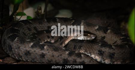 Neuwied's Lancehead (Bothrops neuwiedi) - Viper Snake Stockfoto