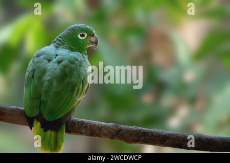 Südlicher Zierfisch Amazonas-Papagei (Amazona farinosa) Stockfoto