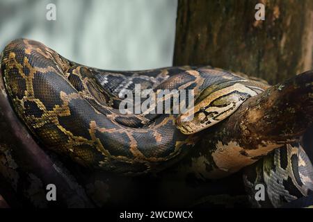 Indische Pythonschlange (Python molurus) Stockfoto