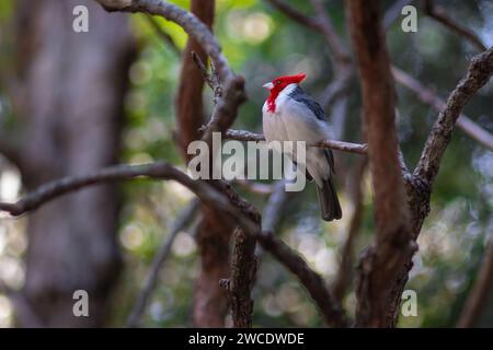 Kardinalvogel mit Rotkäppchen (Paroaria Coronata) Stockfoto