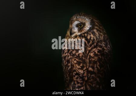 Kurzohr-Eulen (Asio flammeus) - Nachtvogel Stockfoto