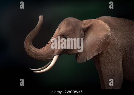 Afrikanischer Bush Elefant (Loxodonta Africana) Stockfoto