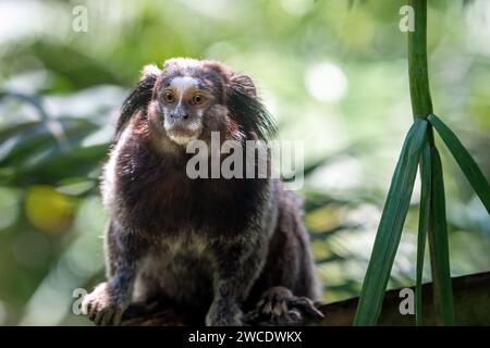 Schwarz getufteter Marmoset-Affe (Callithrix penicillata) Stockfoto