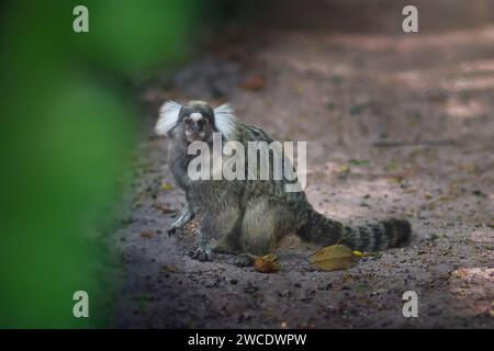 Gewöhnliches Marmoset (Callithrix jacchus) oder weiß getufteter Marmoset-Affe Stockfoto