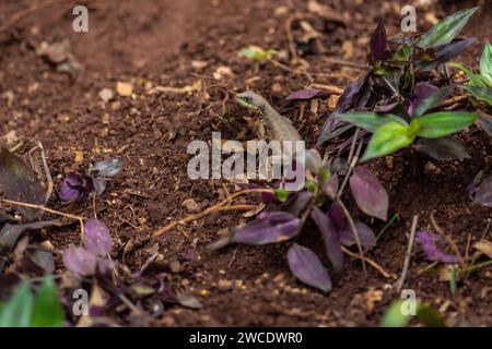 Amazonas-Lava-Echse (Tropidurus torquatus) - Calango Stockfoto