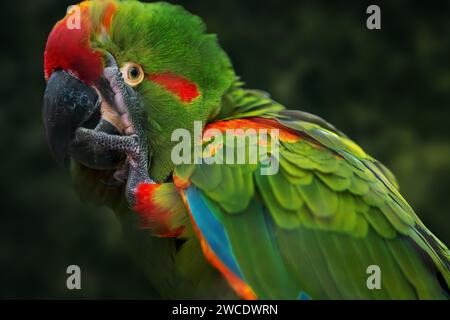 Rotfrontpapagei (Ara rubrogenys) Stockfoto