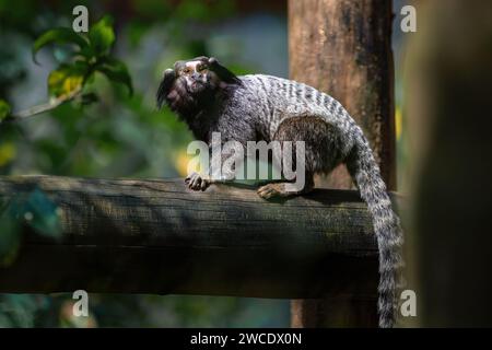 Schwarz getufteter Marmoset-Affe (Callithrix penicillata) Stockfoto