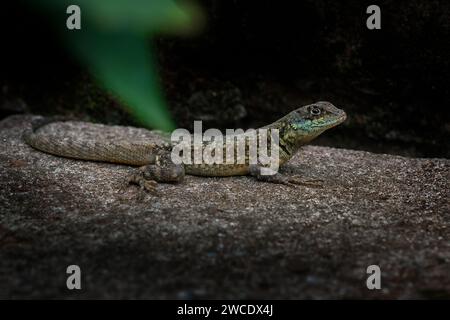 Amazonas-Lava-Echse (Tropidurus torquatus) - Calango Stockfoto