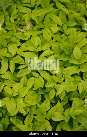 Aegopodium podagraria 'Ground Elder' - Blätter Stockfoto