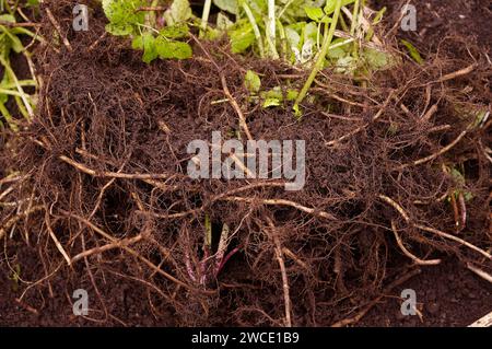 Aegopodium podagraria 'Ground Elder' - Rhizome Stockfoto