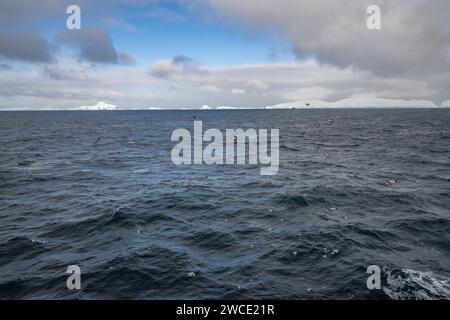 Auf dem Weg zur Bucht von Brialmont fliegen in der Bransfield Strait tief über den südlichen Ozean. Stockfoto