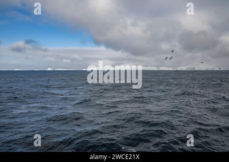 Auf dem Weg zur Bucht von Brialmont fliegen in der Bransfield Strait tief über den südlichen Ozean. Stockfoto