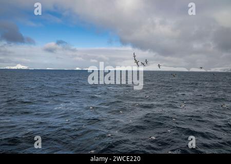 Auf dem Weg zur Bucht von Brialmont fliegen in der Bransfield Strait tief über den südlichen Ozean. Stockfoto