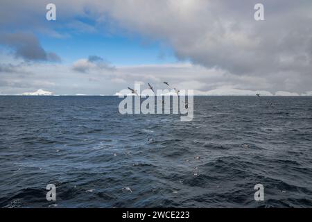 Auf dem Weg zur Bucht von Brialmont fliegen in der Bransfield Strait tief über den südlichen Ozean. Stockfoto