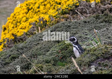 Magellanis-Pinguin, am York Beach und Gypsy Cove, Stanley, Falklandinseln Stockfoto