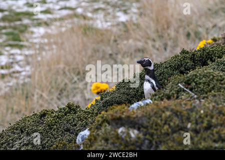 Magellanis-Pinguin, am York Beach und Gypsy Cove, Stanley, Falklandinseln Stockfoto