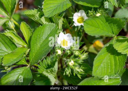 Blühende Erdbeersträucher im Garten an einem sonnigen Sommertag. Stockfoto