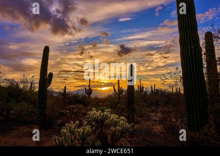 Dieses Foto wurde im Sabino Canyon aufgenommen und zeigt die legendären Saguaro-Kakteen und stacheligen cholla vor einem Hintergrund von Wolken, die von Sonnenlicht durchströmt werden. Stockfoto