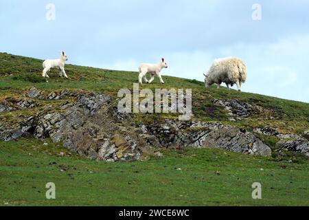 White Baby New Born Lambs Mit Mutter Running Spielt Stockfoto