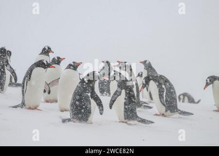 Gentoo-Pinguine auf Brutplätzen, Cuverville Island, Antarktis, wandern in Schnee und Eis, um Nistplätze zu finden, die während des Schneesturms stehen Stockfoto