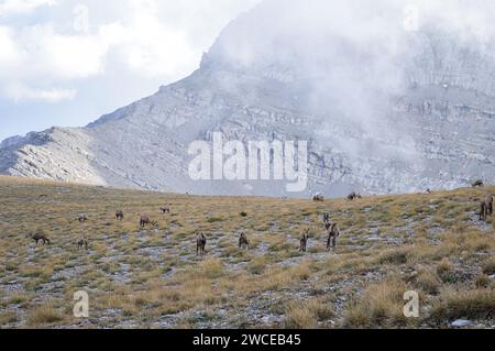 Eine Schar Bergschafe auf dem Olymp-Berg schaut in die Kamera. Stockfoto