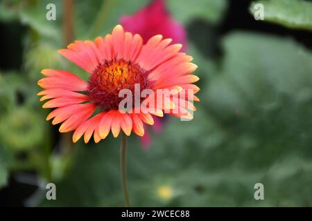 Rote Decke Blume (Gaillardia Burgunderrot) blüht im Sommergarten Stockfoto