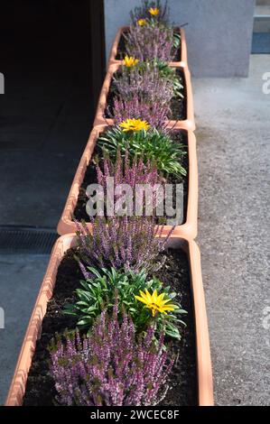 Heidekraut- und Gazanenblüten im Blumentopf Stockfoto