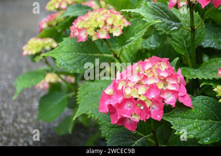 Hortensie blüht im Garten, Nahaufnahme Stockfoto