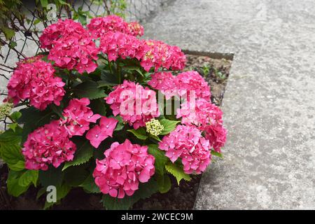 Blühende rosafarbene Hortensie oder hortensienstrauch Stockfoto