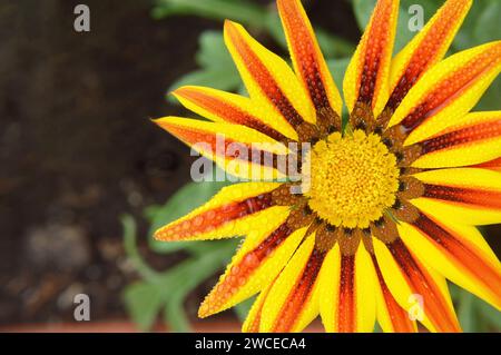 Gazania (Schatzblume oder afrikanische Gänseblümchen) im Sommergarten, Blick von oben Stockfoto