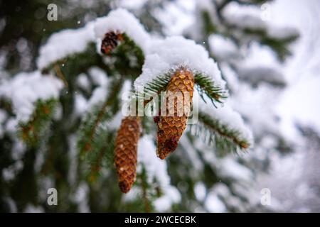 Fichtenzweig mit schönen Kegeln unter dem Schnee. Kegel hängen an einem Ast an einem verschneiten Wintertag. Stockfoto