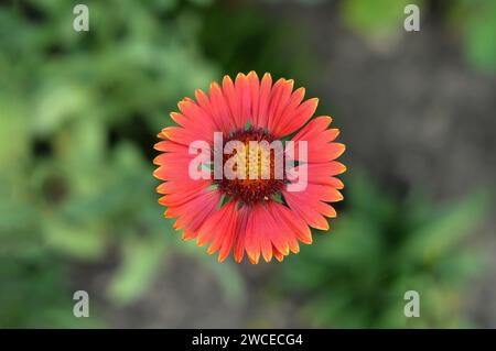 Gaillardia Burgunderblüte, Makrobild, Draufsicht Stockfoto