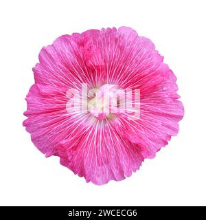 Hollyhock Blume isoliert auf weißem Hintergrund, Nahaufnahme Stockfoto