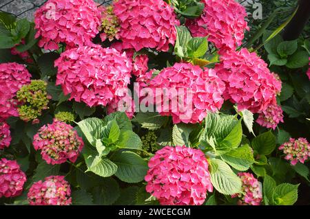 Rosa Hortensie Blumen Hintergrund Stockfoto